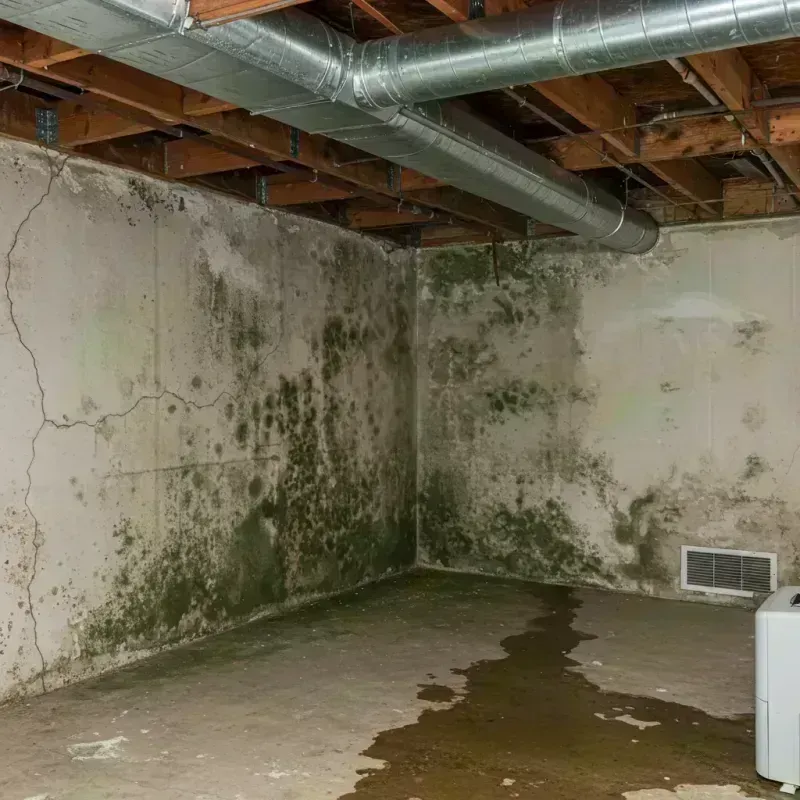 Professional Mold Removal in Bridgeview, IL